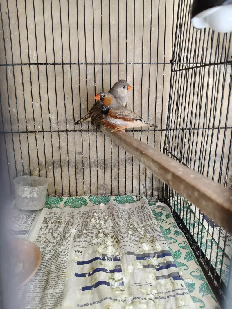 Orange Zebra Finches — photo 4