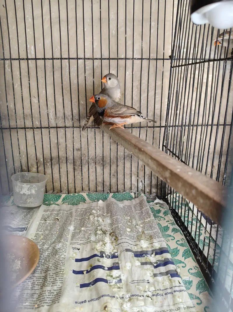 Orange Zebra Finches — photo 5