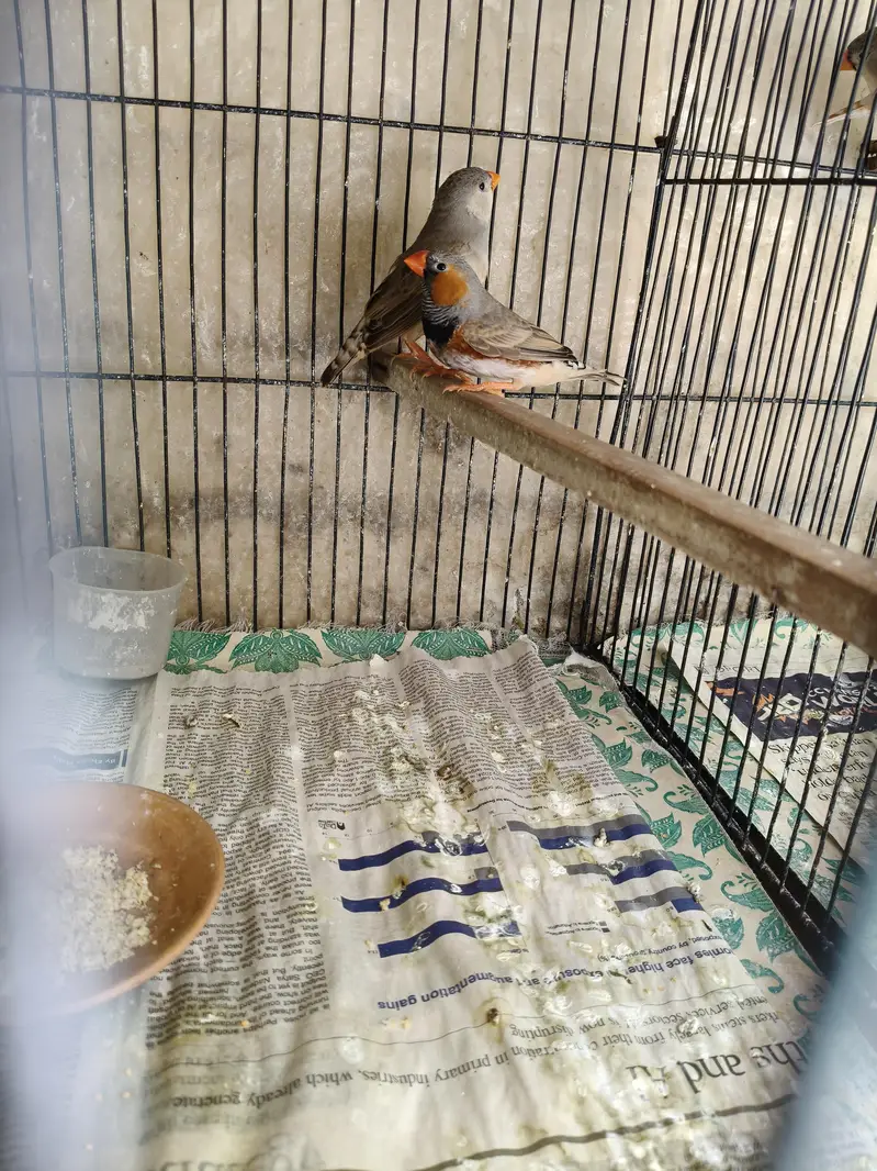 Orange Zebra Finches — photo 6
