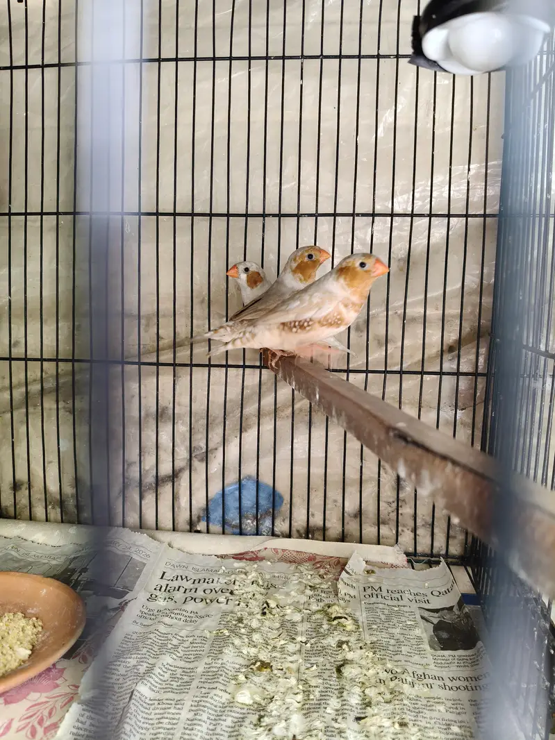 Orange Zebra Finches — photo 7