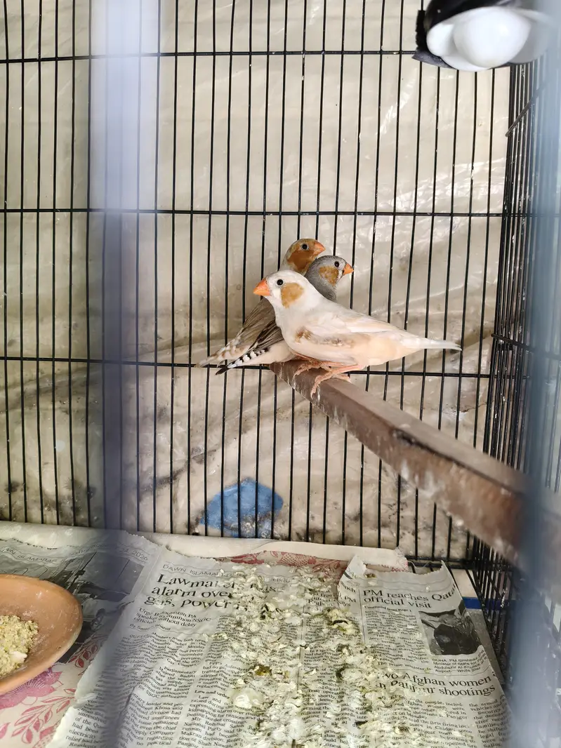 Orange Zebra Finches — photo 8