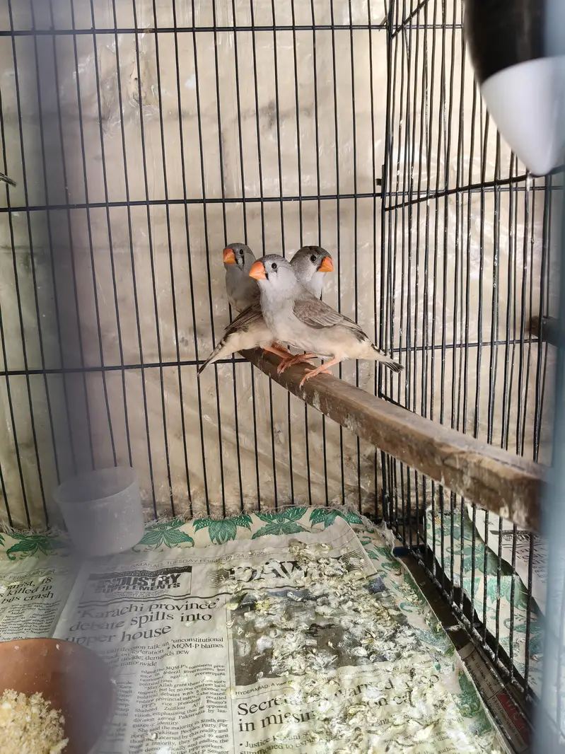 Orange Zebra Finches — photo 9