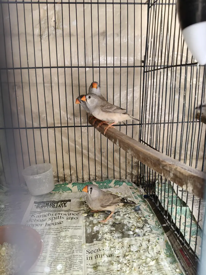 Orange Zebra Finches — photo 10