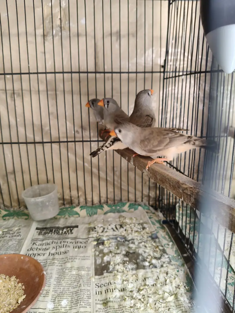Orange Zebra Finches — photo 11