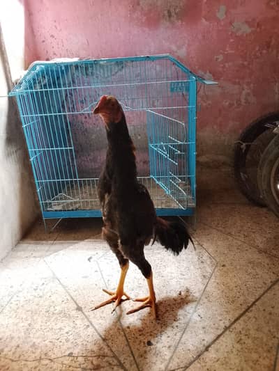 quality bird