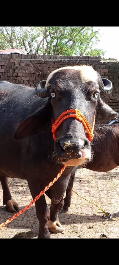 buffalos neeli