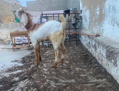 qurbani ka bakra.