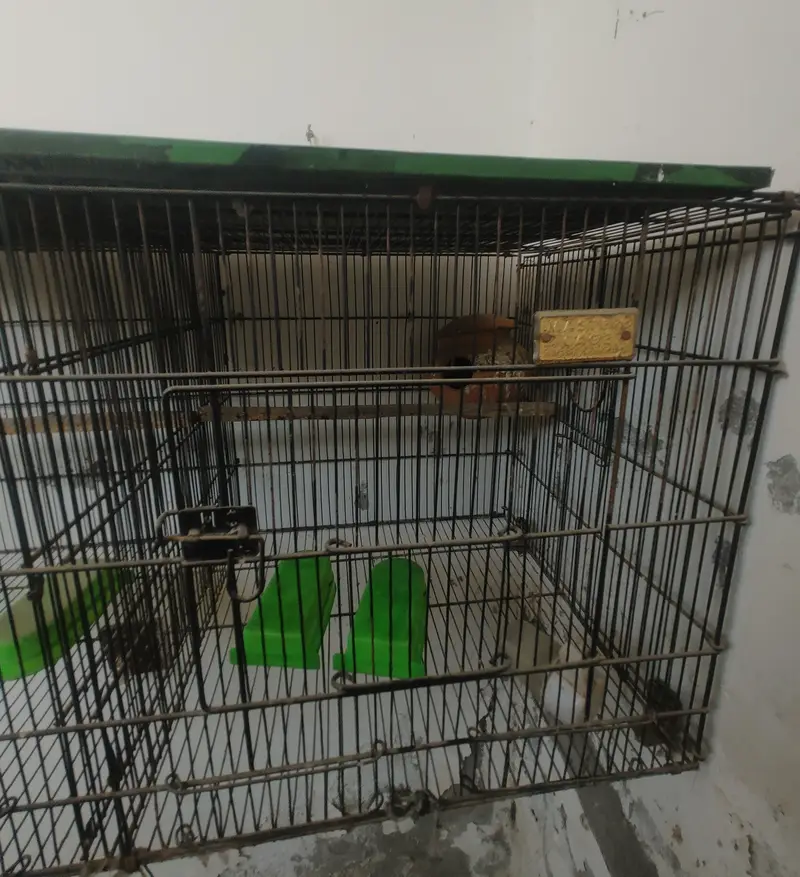 Double Partition Bird Cage – Heavy Black Metal (Good Condition) — photo 3