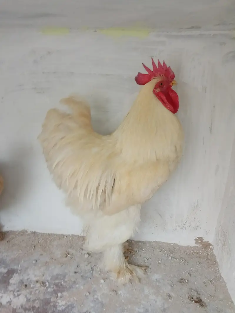 White Buff & Golden Buff Pair for Sale