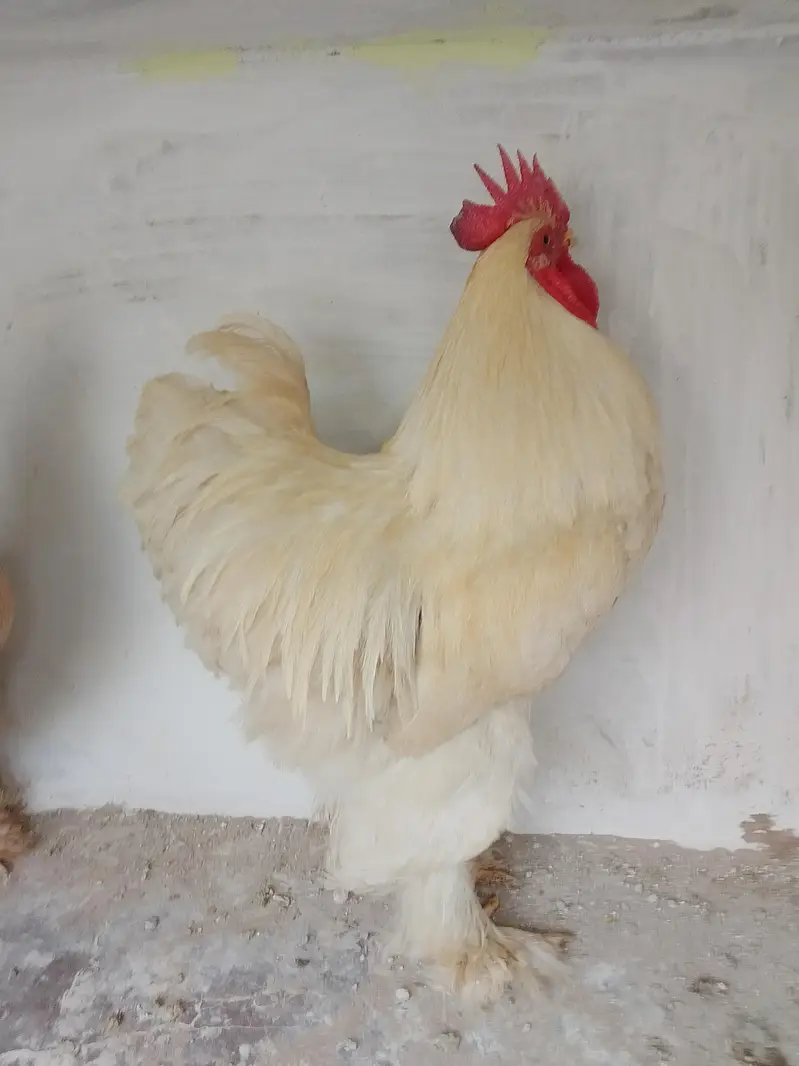 White Buff & Golden Buff Pair for Sale — photo 2