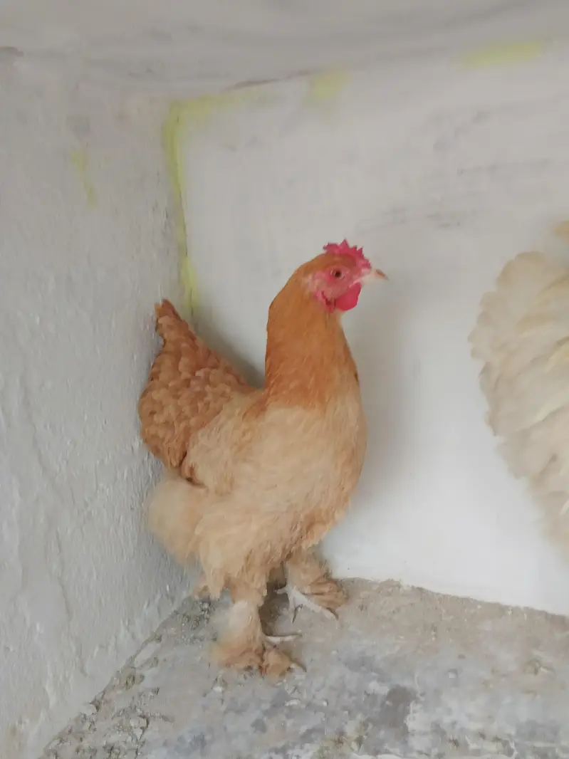 White Buff & Golden Buff Pair for Sale — photo 3