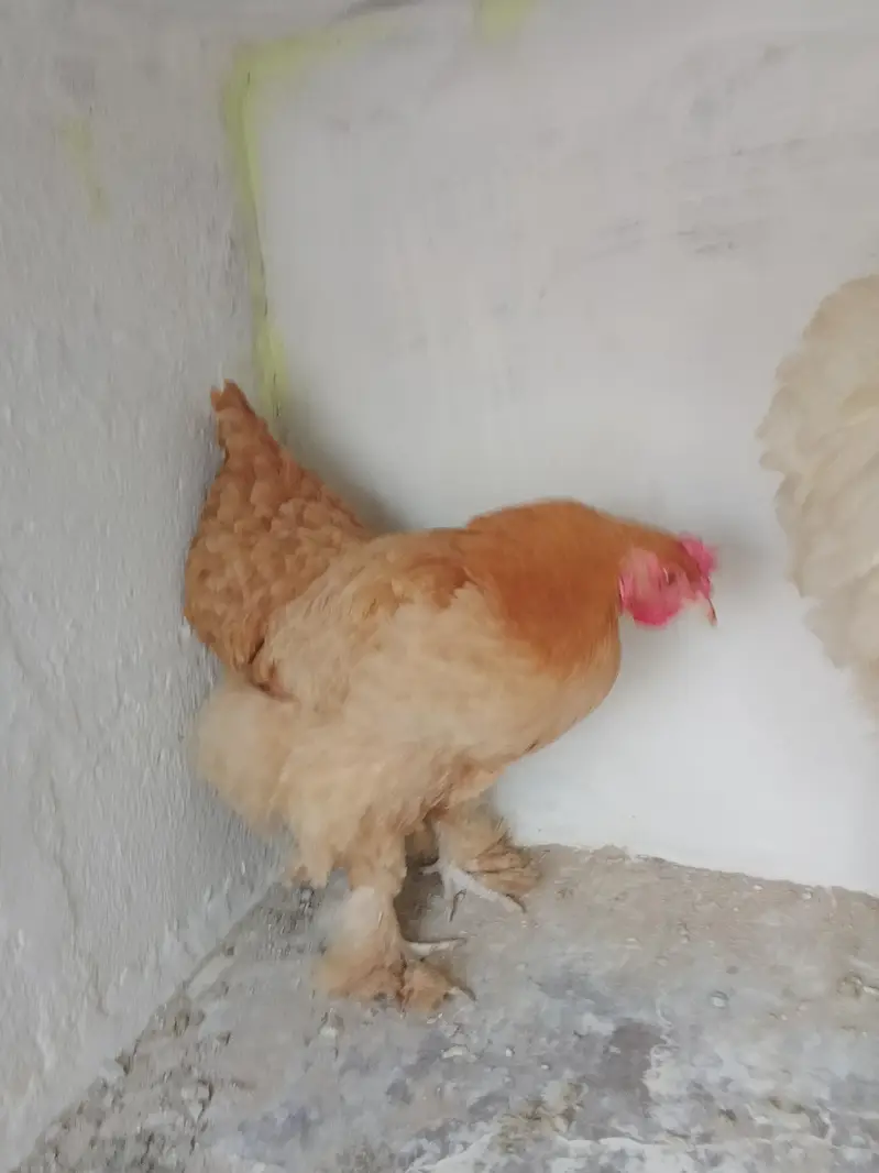 White Buff & Golden Buff Pair for Sale — photo 4