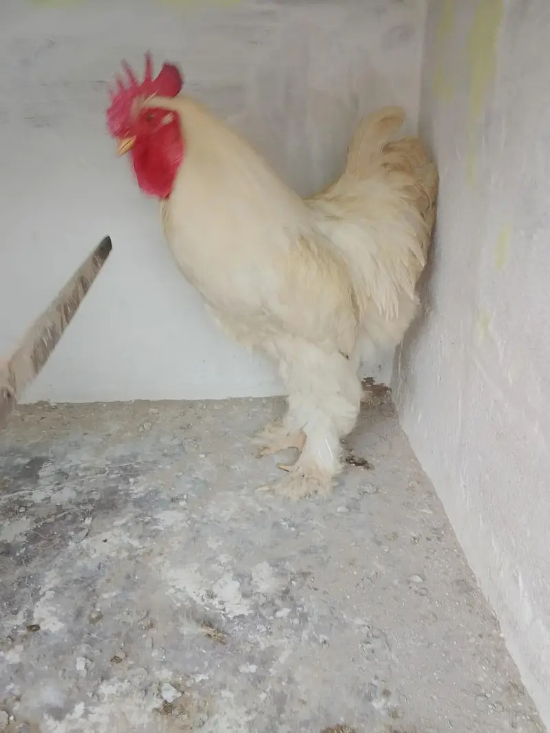 White Buff & Golden Buff Pair for Sale — photo 5