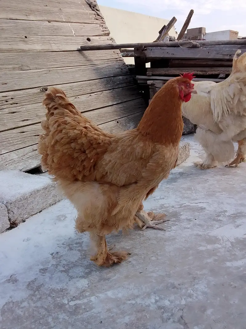 White Buff & Golden Buff Pair for Sale — photo 7