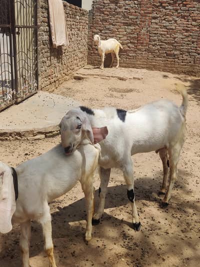pure Rajan purii gulabi Bakra. khasi but beautiful for qurbani