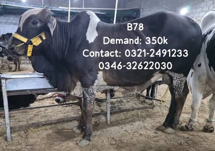Qurbani Janwar | Bull | Cow In Reasonable and affordable price | Cattl