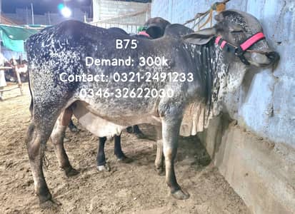 Qurbani Janwar | Bull | Cow In Reasonable and affordable price | Cattl