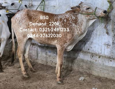 Qurbani Janwar | Bull | Cow In Reasonable and affordable price | Cattl