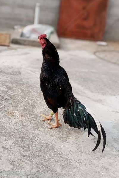 Mushka Lakha