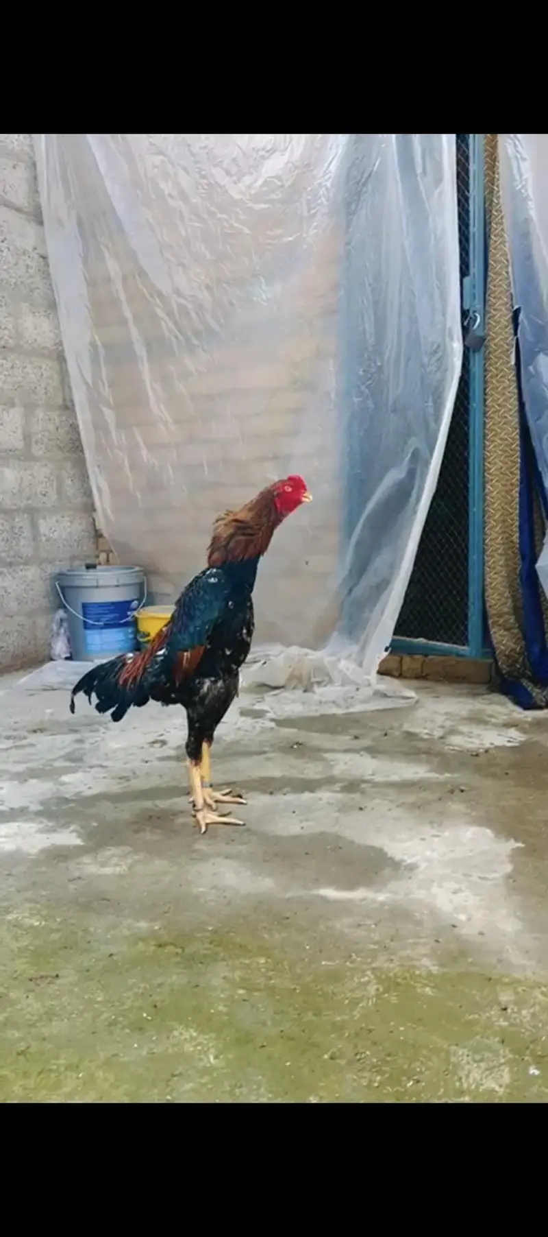 white shamo chiks eggs — photo 2