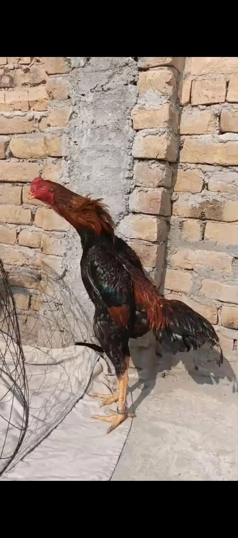 white shamo chiks eggs — photo 3