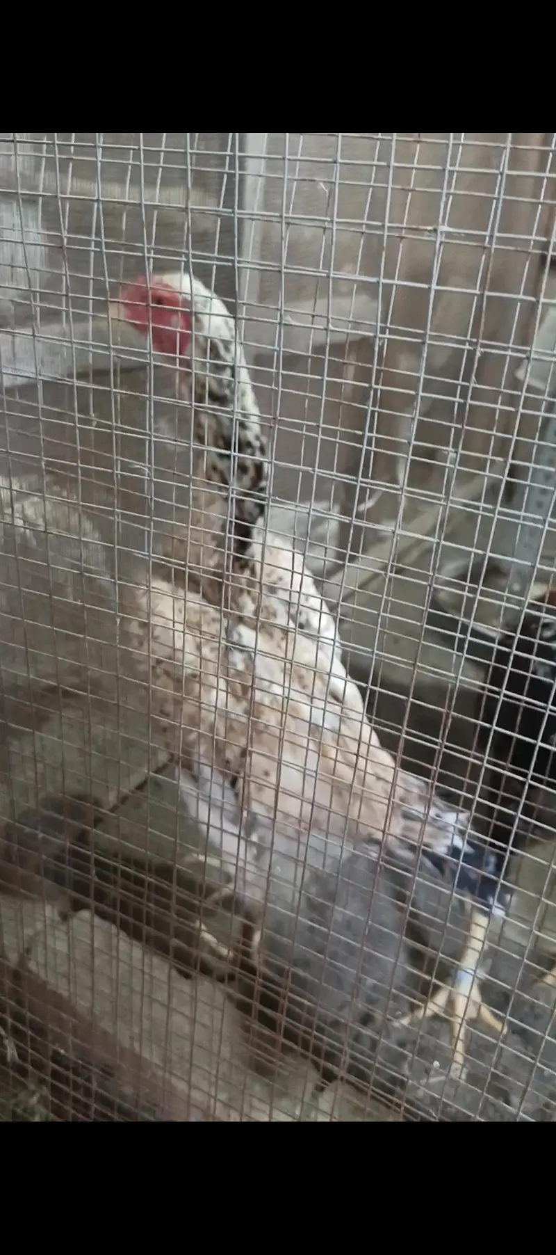 white shamo chiks eggs — photo 4
