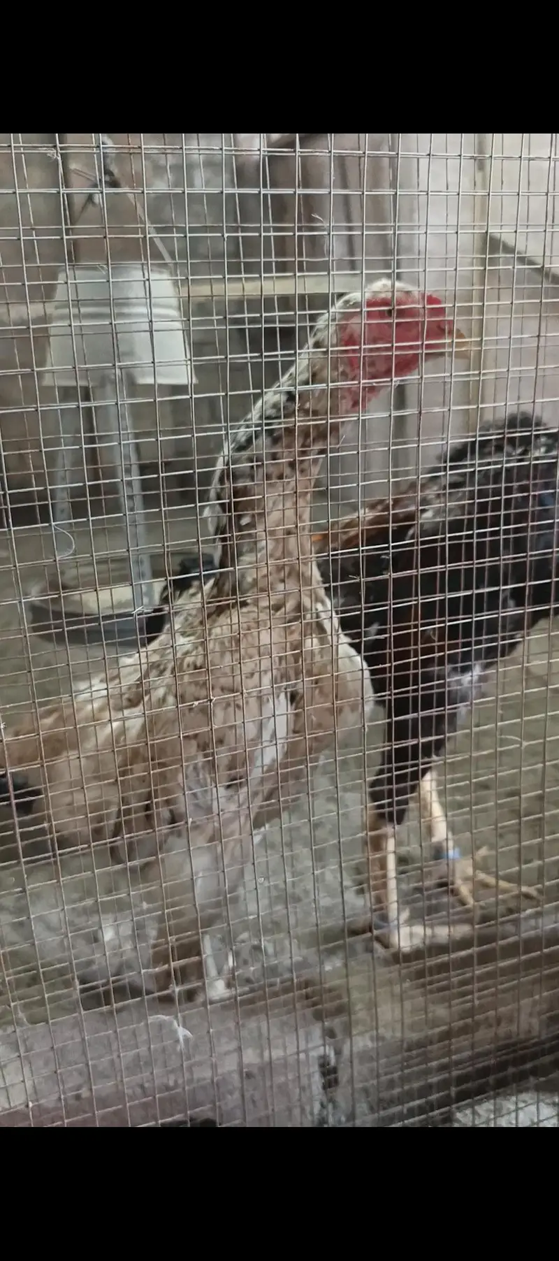 white shamo chiks eggs — photo 5