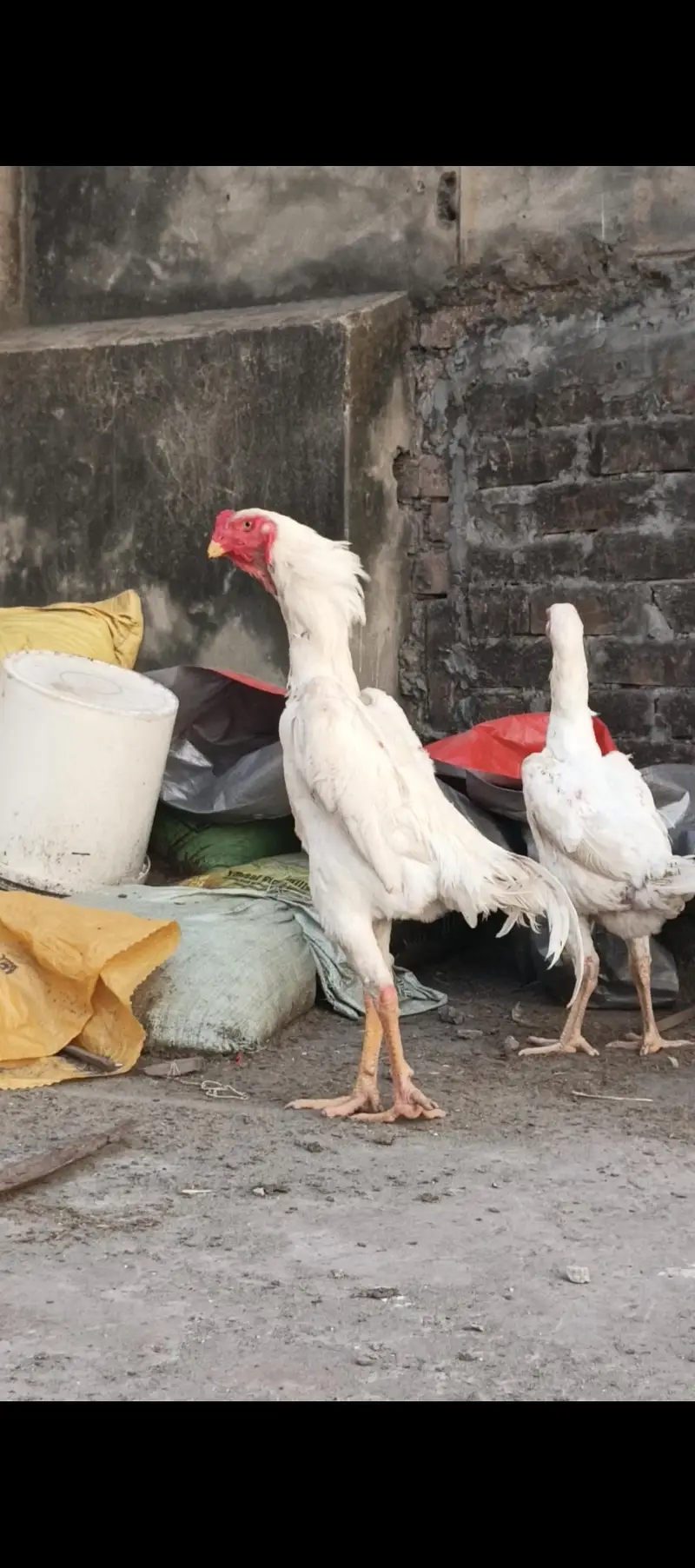 white shamo chiks eggs — photo 7