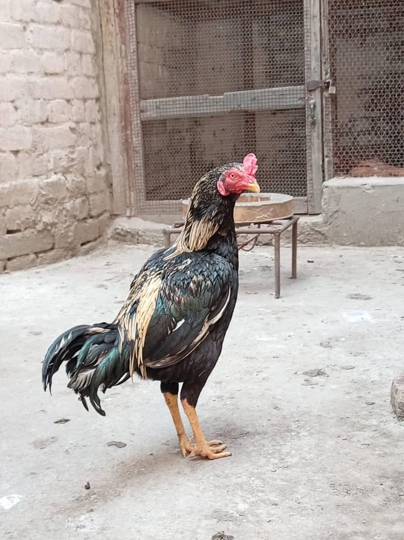 black java rooster 0
