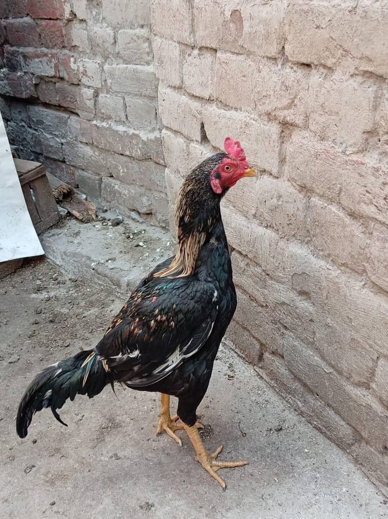 black java rooster 3