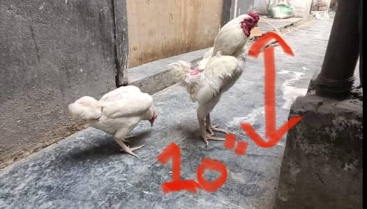 Ko Shamo/Zero Size Aseel/Quality birds