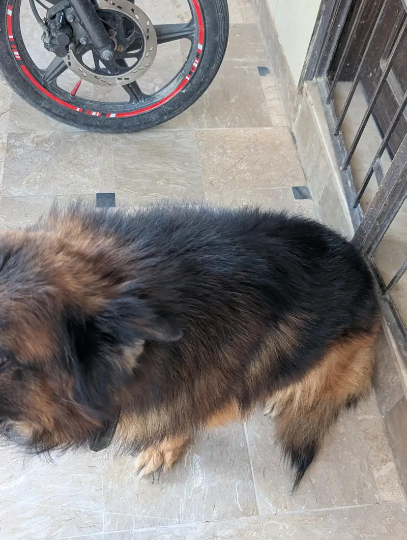 German Shepherd — photo 2