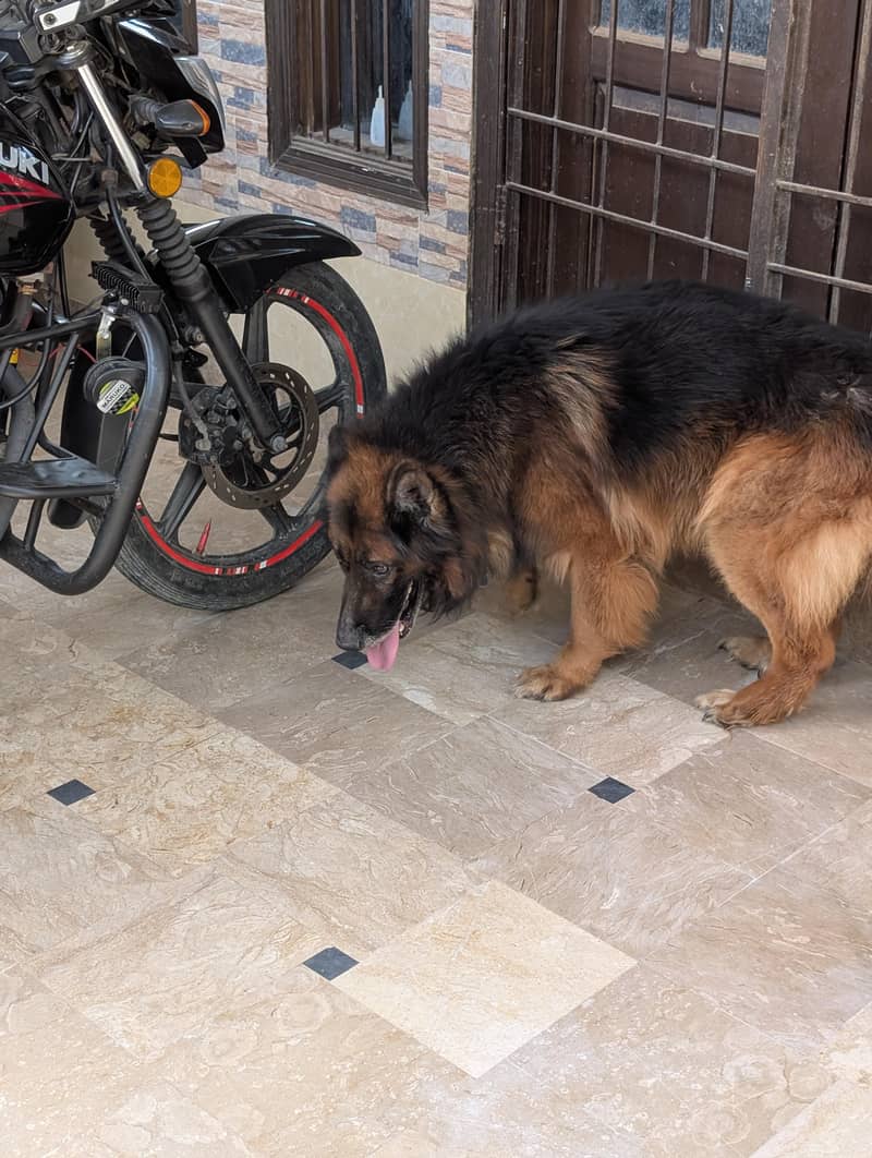 German Shepherd 4