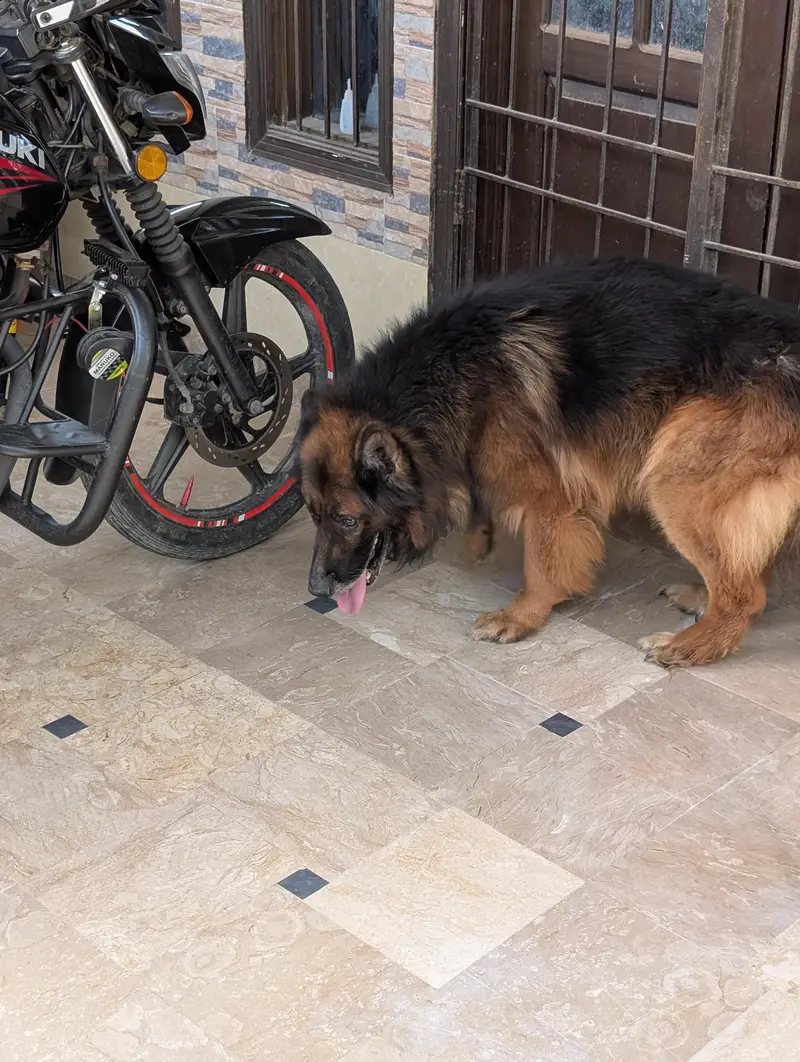 German Shepherd — photo 5