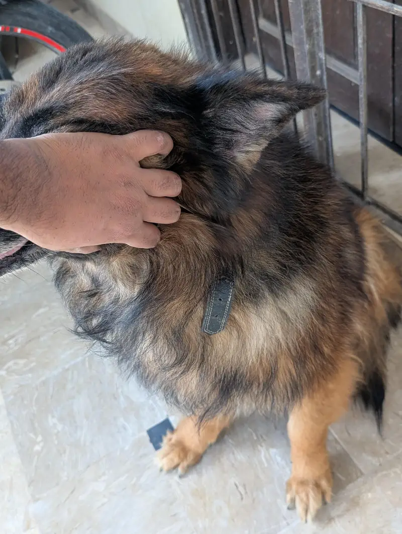 German Shepherd — photo 8
