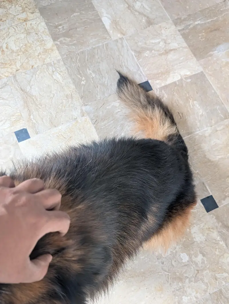 German Shepherd — photo 9