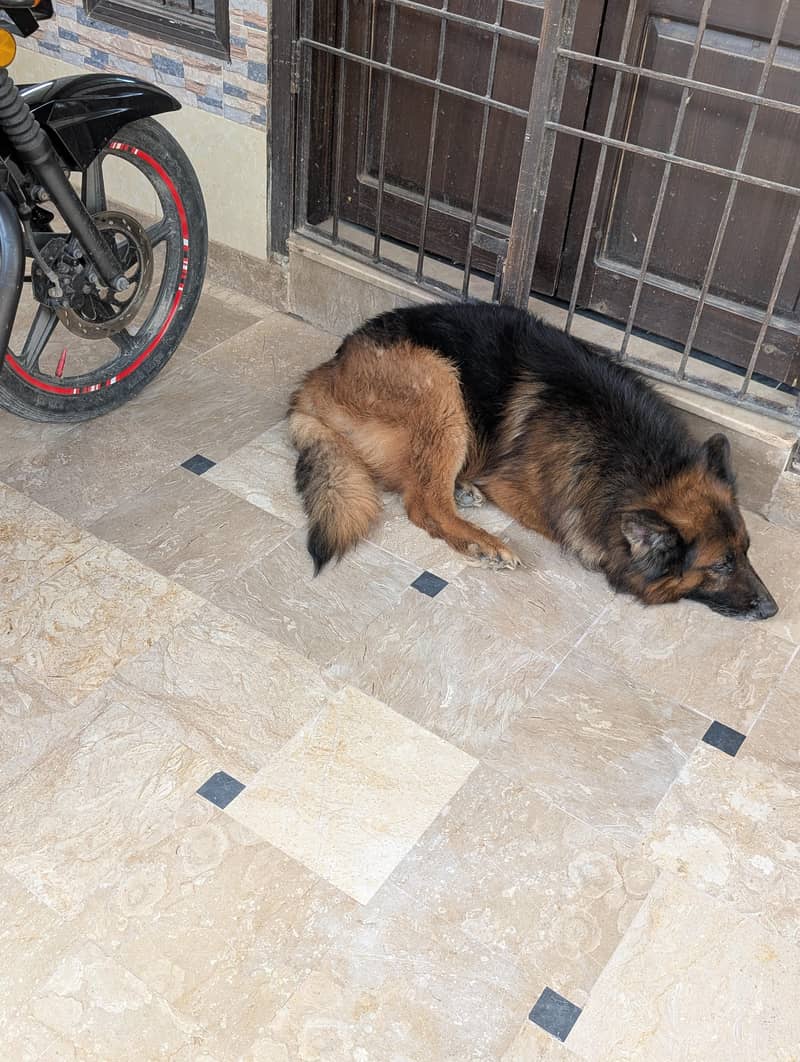 German Shepherd 11