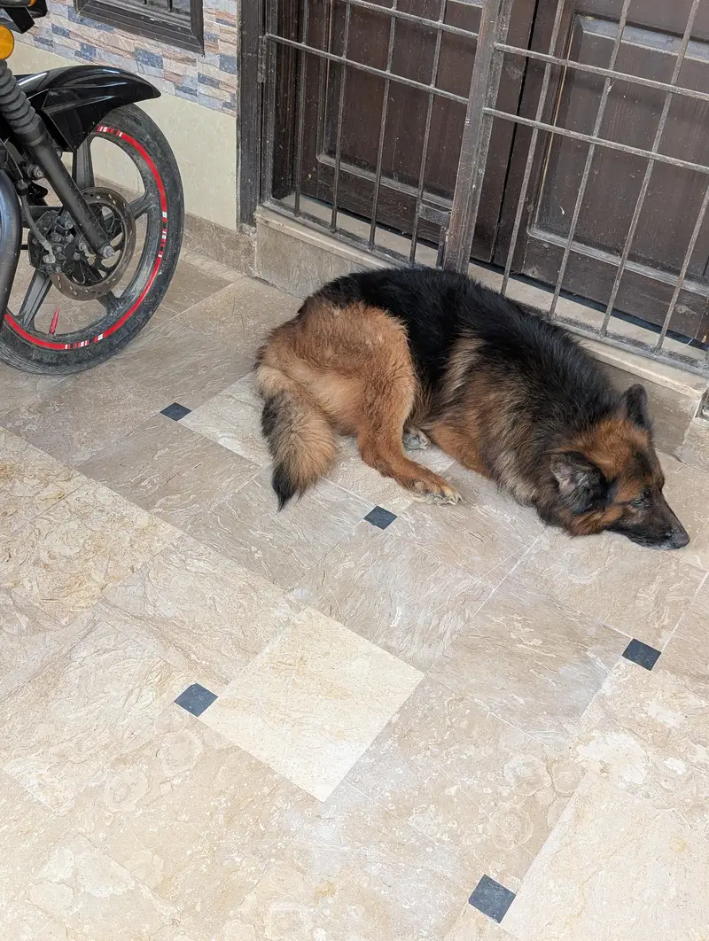German Shepherd — photo 12