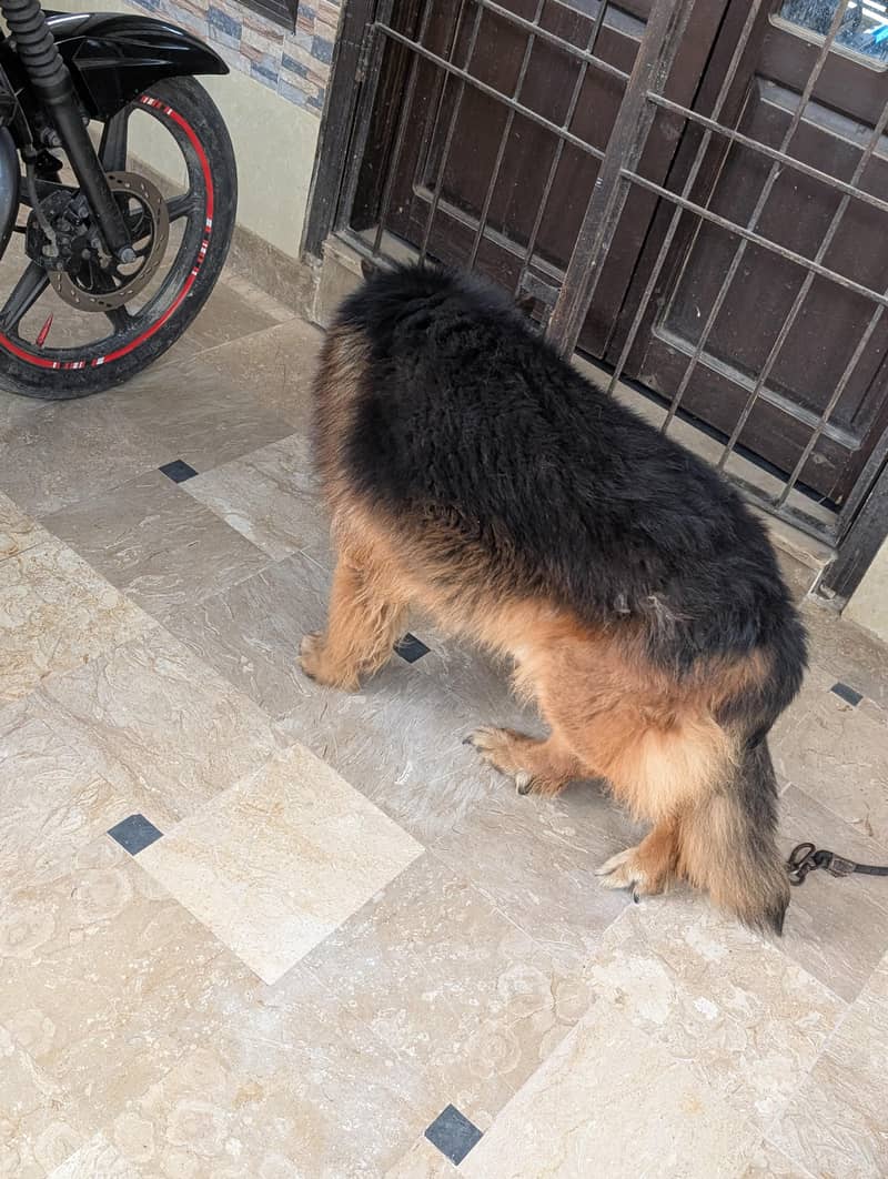 German Shepherd 13