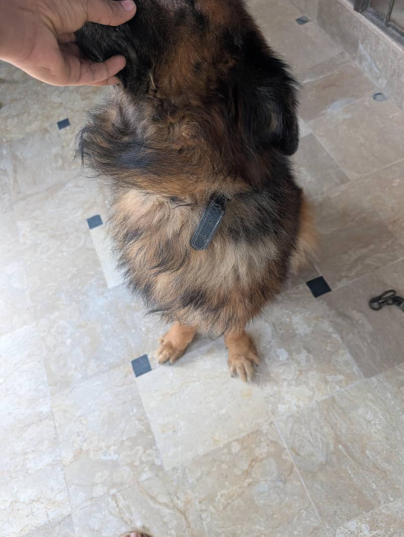 German Shepherd 14