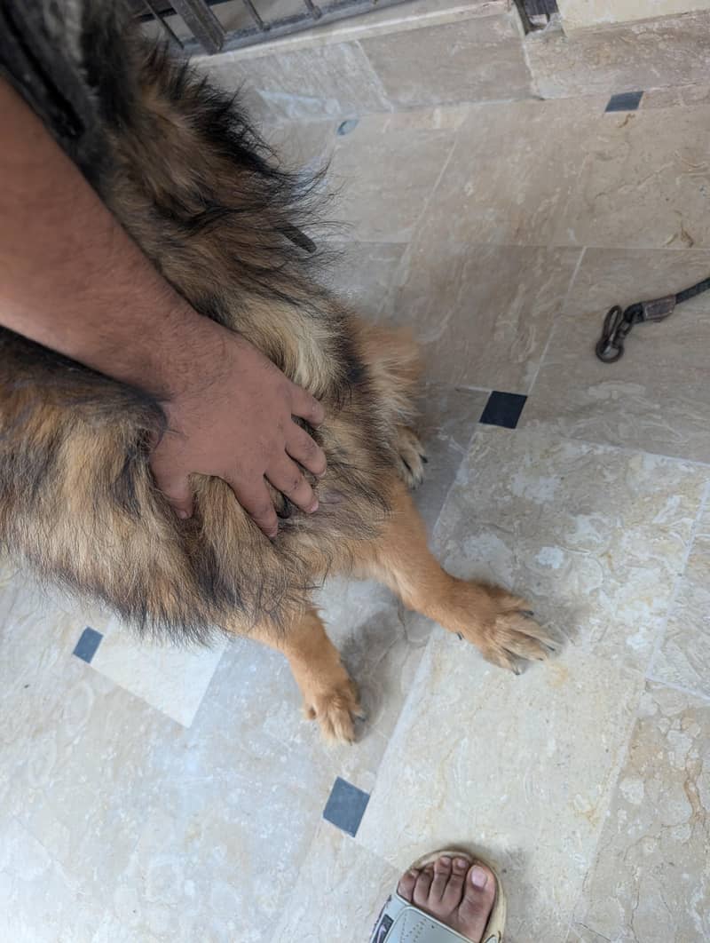 German Shepherd 15