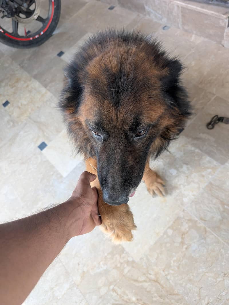 German Shepherd 19
