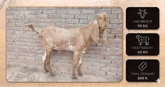 bakra | makhi cheena bakra | Kajla | chatra | sheep | qurbani 2026