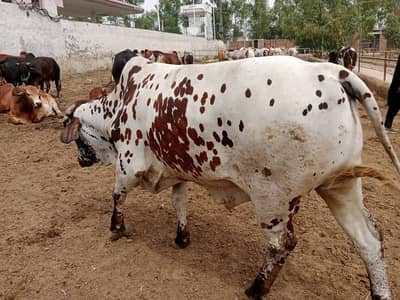 Bull / Bachra / Wacha / Desi bachre / Qurbani ka janwar /Qurbani 2026
