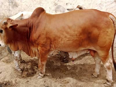 Bulls for Sale/Heavy Weight Bulls/Sahiwal Bull/Cholistani Bull/Qurbani