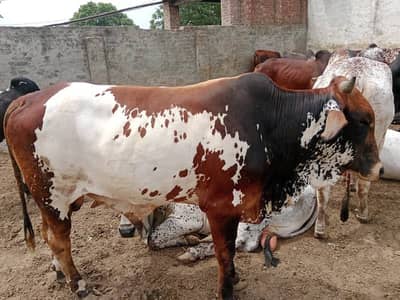 Cholistani Bull| 2 Dant Bachra For Sale | Bachra | Qurbani Cow | Heavy