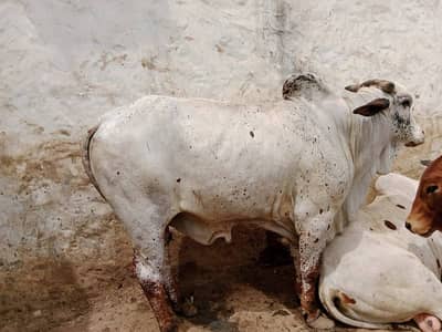 Cholistani Bull| 2 Dant Bachra For Sale | Bachra | Qurbani Cow | Heavy