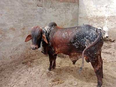 Bari Eid ke Janwar/Qurbani ke Bail/Qurbani Janwar Lahore/Bulls for Sa