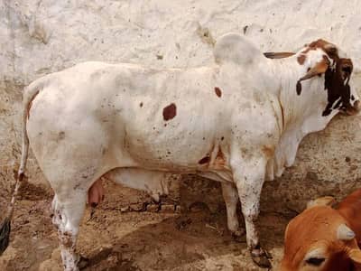 Qurbani Janwar | Bull | Cow | Cattle Farm | Bhens | Gae | Cholistani