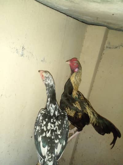 per piece 5500 final 03430856898